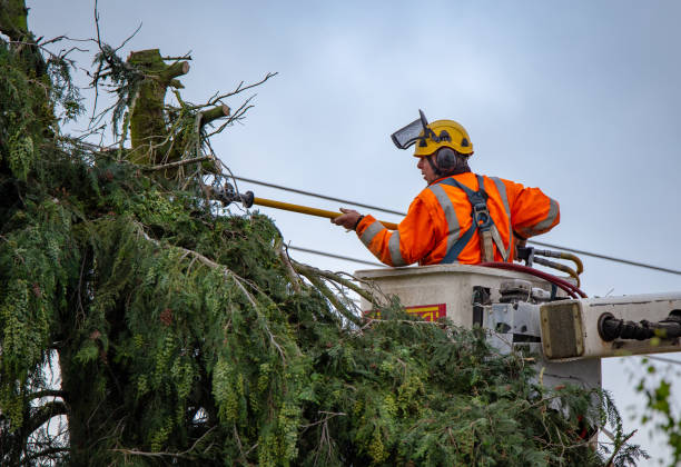 Best Tree Disease Treatment  in Linln Park, CO