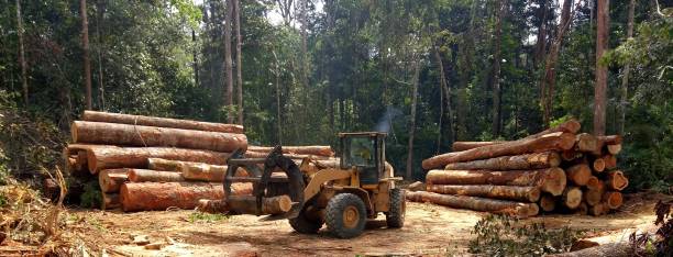 How Our Tree Care Process Works  in  Lincoln Park, CO